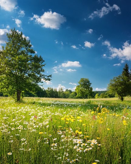 Best Summer Puzzle Activities; Printables, Freebies, and Puzzle Books - Summer Meadow as Article Illustration